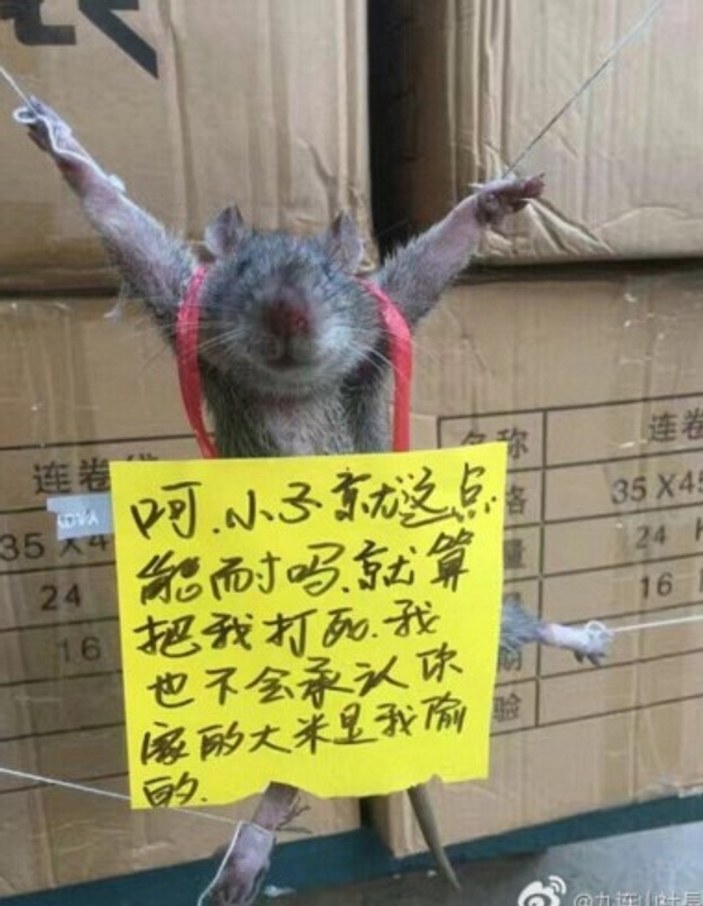 Çin'de pirinç çalan fareye ceza
