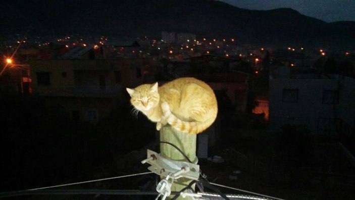 Kedi köpekten kaçarken direğe çıktı itfaiye kurtardı