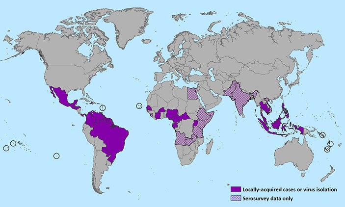 Zika virüsünü taşıyan sinekler Türkiye'de