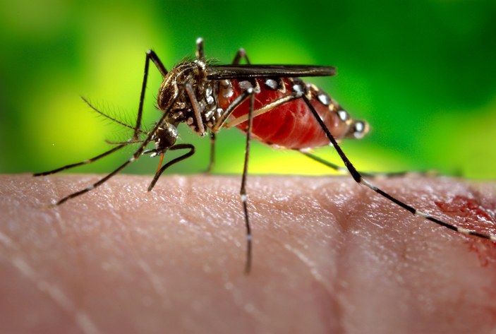 Zika virüsünü taşıyan sinekler Türkiye'de