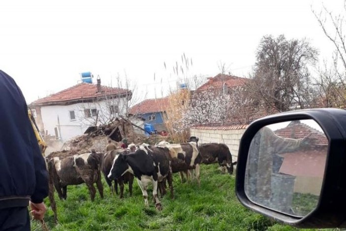 Depremde ahır çöktü, inekler enkaz altında kaldı