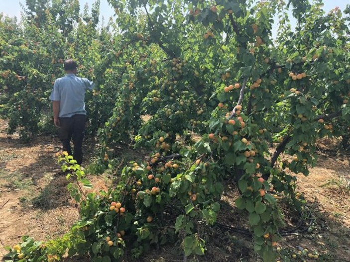 Mersin'de dolu yağışı meyve ve sebzelere zarar verdi