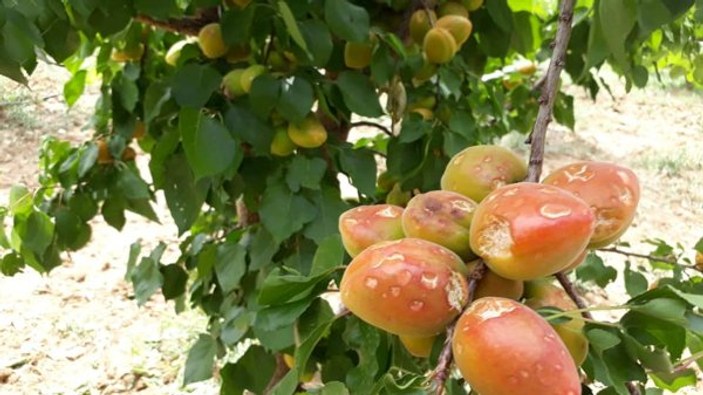Mersin'de dolu yağışı meyve ve sebzelere zarar verdi