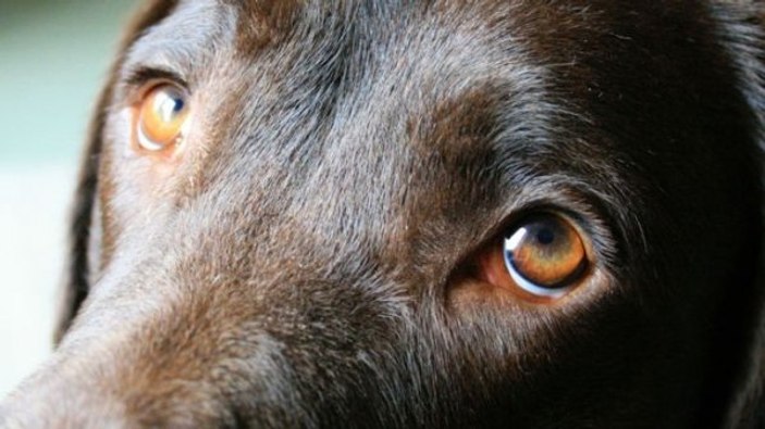 Köpeklerin masum bakışlarının altında yatan gerçek
