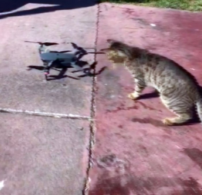 Caddebostan sahilinde sevimli kedinin drone merakı