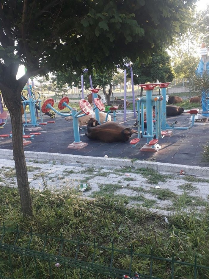 Tekirdağ'da büyükbaş hayvanlar parkı işgal etti