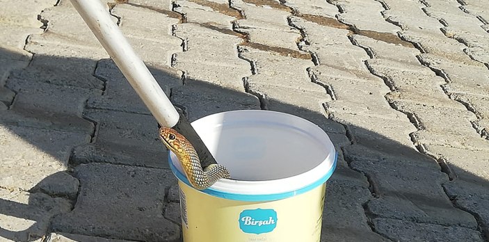 Kocaeli'nde tandıra giren yılan yakalandı