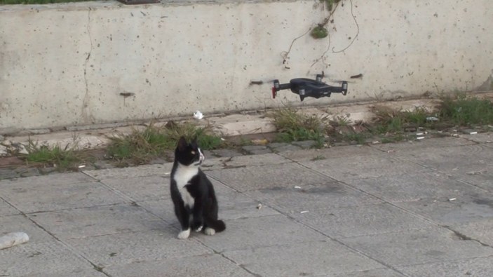 İstanbul'da kedilerin, drone ile imtihanı