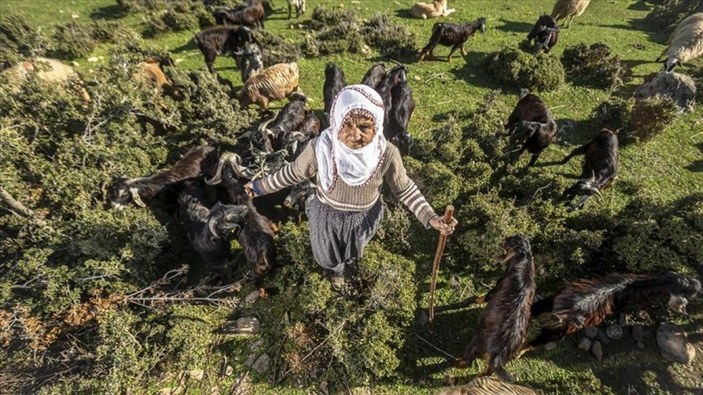 Hatay'da yarım asırdır çobanlık yapan Fatma Teyze