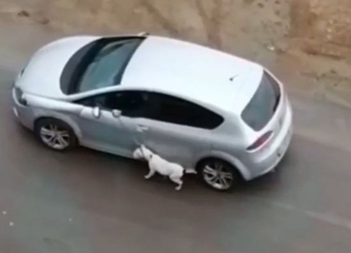 Antalya'da köpeğe eziyet eden kişi yakalandı