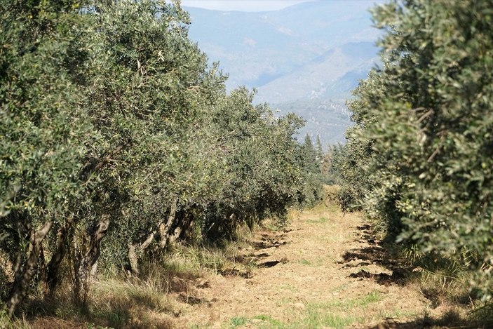 zeytinyağı üreticiyi memnun etti