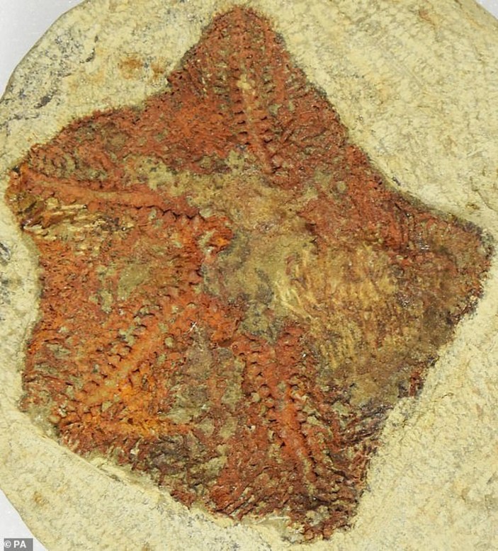denizyıldızı fosili