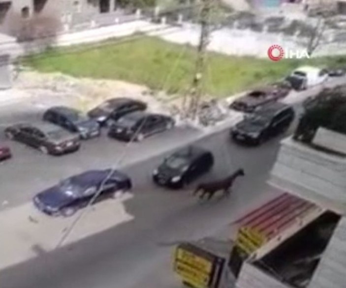 Lübnan'da sahipsiz at hızını alamadı, otomobile çarptı