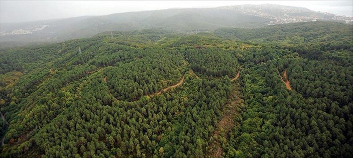 Türkiye’de 2023 yılına kadar 1,6 milyar fidan toprakla buluşacak