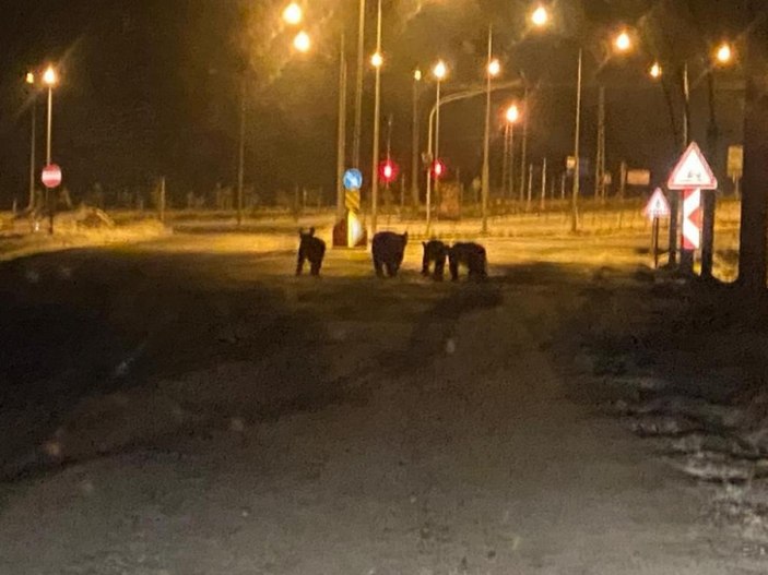 Sarıkamış'ta ayılar şehre indi