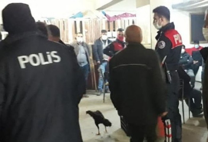 Elazığ'da metruk binaya horoz dövüşü baskını