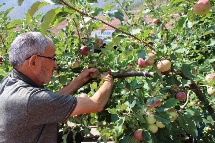 Amasyalı Hamdi Amca, bir ağaçta 6 çeşit elma yetiştirdi