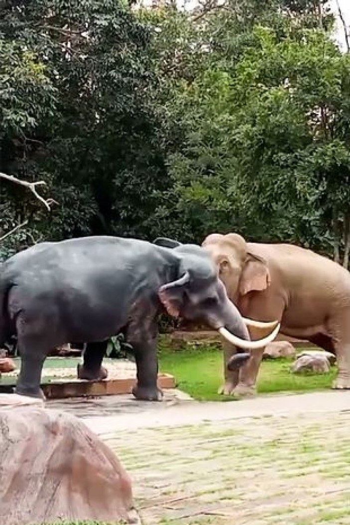 Tayland'da öfkeli fil, heykeli yıktı