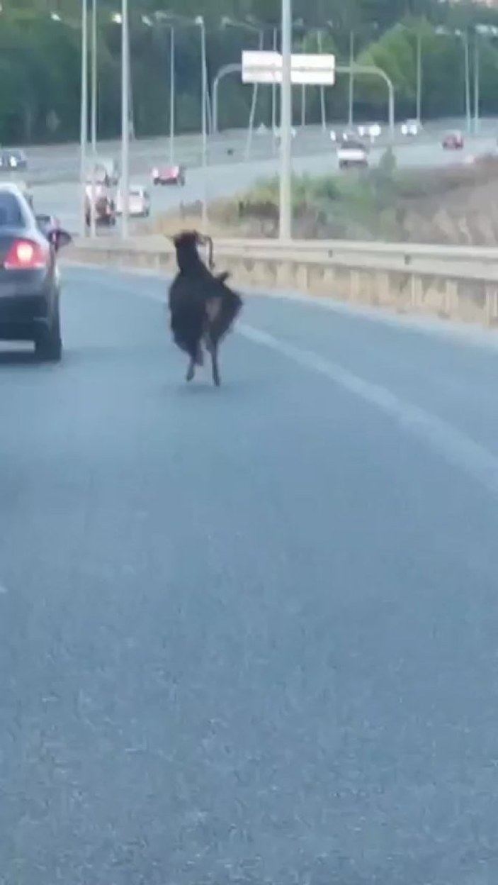 Bursa'da otobana çıkan keçi, sürücülere zor anlar yaşattı