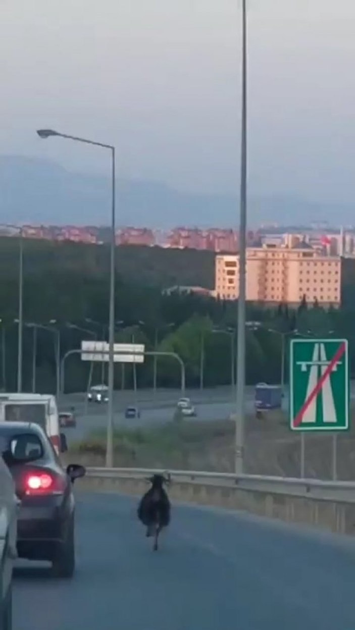 Bursa'da otobana çıkan keçi, sürücülere zor anlar yaşattı