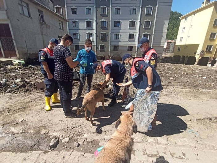 Mehmetçik, önce vatandaşlara sonra da sokak hayvanlarına yardım ediyor