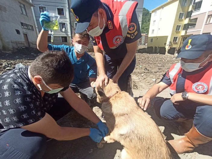 Mehmetçik, önce vatandaşlara sonra da sokak hayvanlarına yardım ediyor