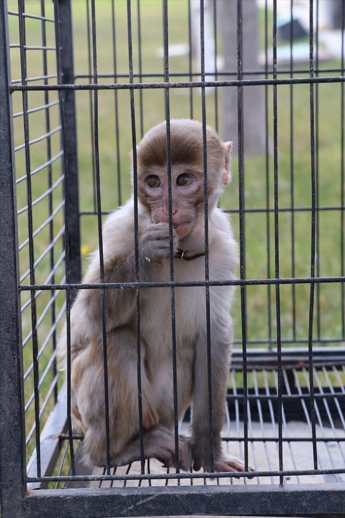Kayseri'de maymun besleyen şahsa ceza