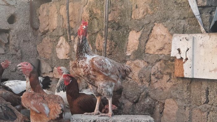 Mardin'de horoz gibi öten tavuk sahibini şaşırttı