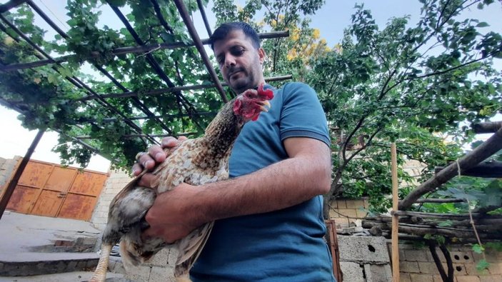 Mardin'de horoz gibi öten tavuk sahibini şaşırttı