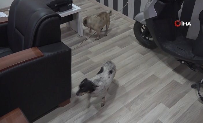 Amasya'da yaşlı adamın iki köpekten kaçış anları