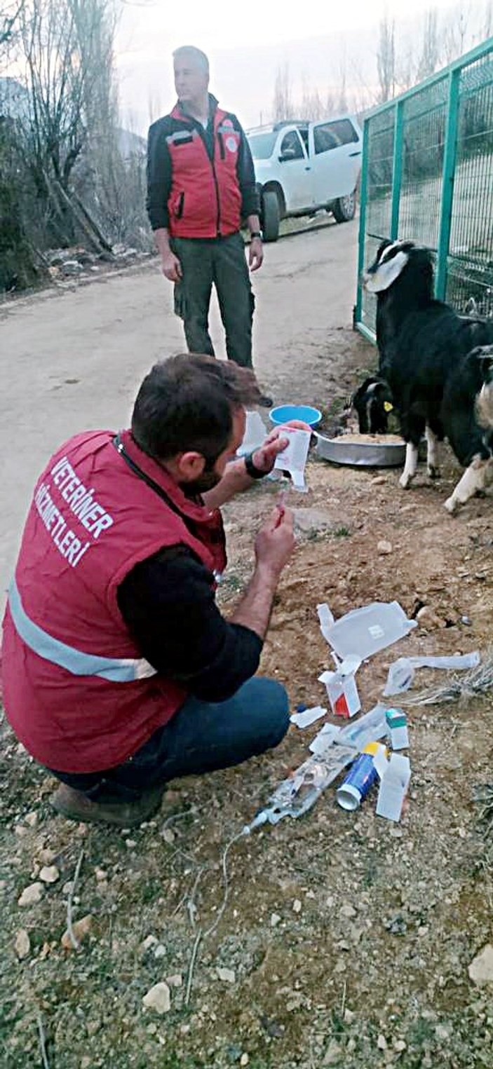 Kahramanmaraş’ta 637 saat sonra enkazdan 2 keçi canlı çıkarıldı