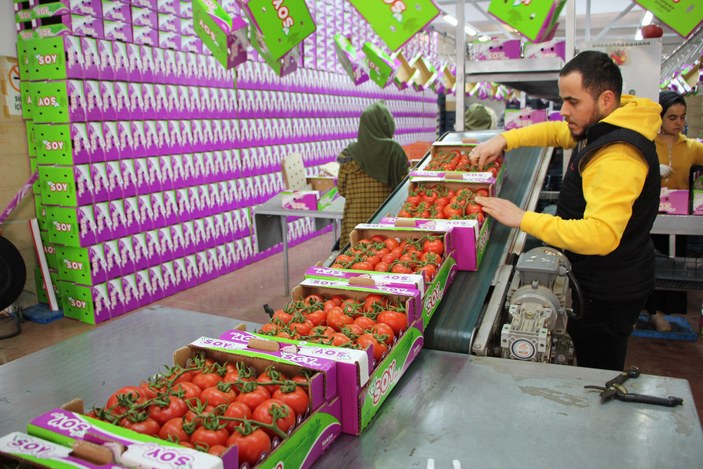 Antalya'da domates ihracatında hareketlilik başladı #1