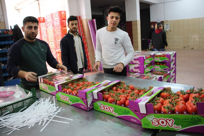 Antalya'da domates ihracatında hareketlilik başladı #3