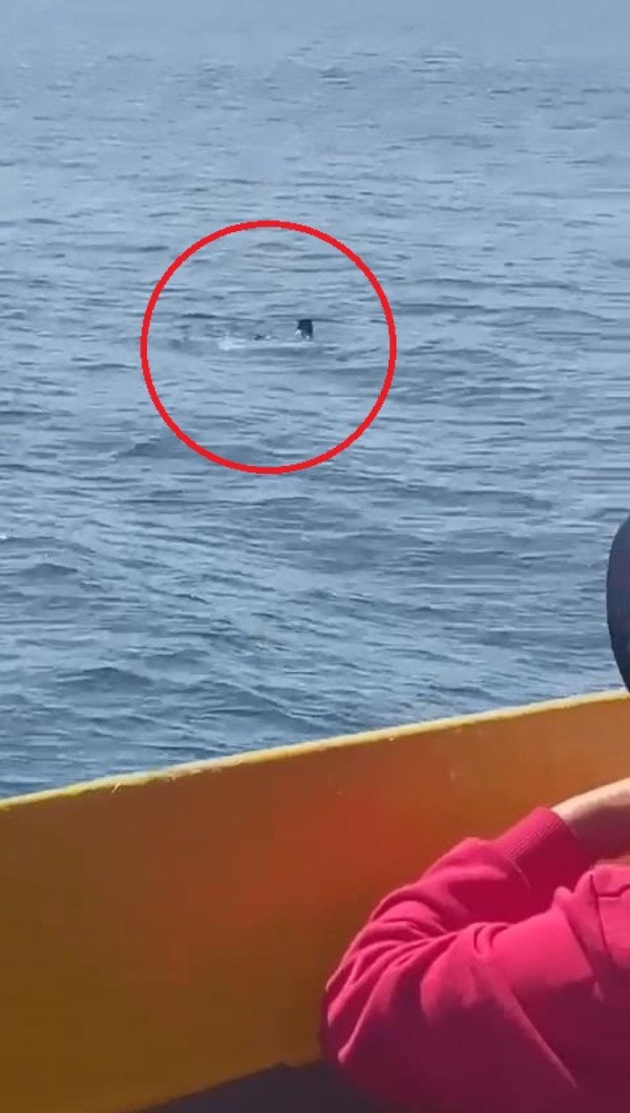 Marmara Denizi'nde feribottan atlayan yolcuyu Sahil Güvenlik ekibi kurtardı #1