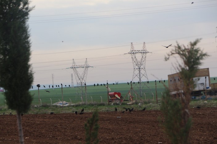 Şırnak'ın Silopi ilçesinde çiftçilerin başı kargalarla dertte