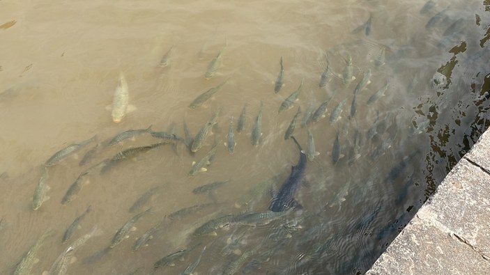 Deprem ve selin vurduğu Balıklıgöl'de balıklar tekrar görülmeye başlandı