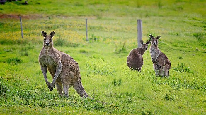 Avustralya'da 5 milyon kangurunun itlafına izin verildi