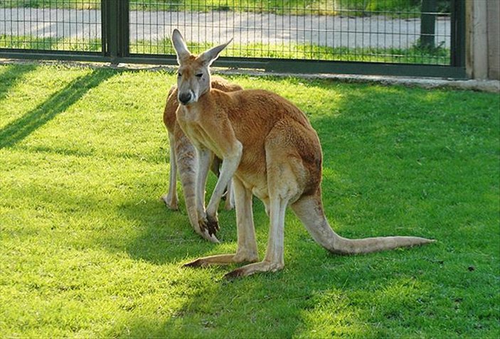 Avustralya'da 5 milyon kangurunun itlafına izin verildi