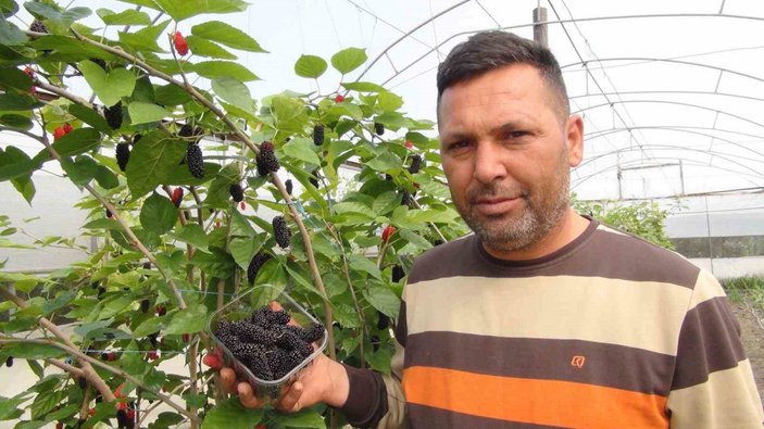 Mersin’de karadut hasadı: Kilosu 50 liradan ihraç ediliyor #1