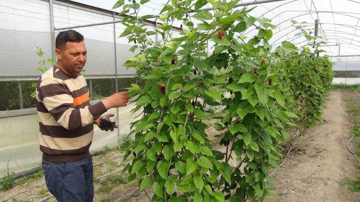 Mersin’de karadut hasadı: Kilosu 50 liradan ihraç ediliyor #3