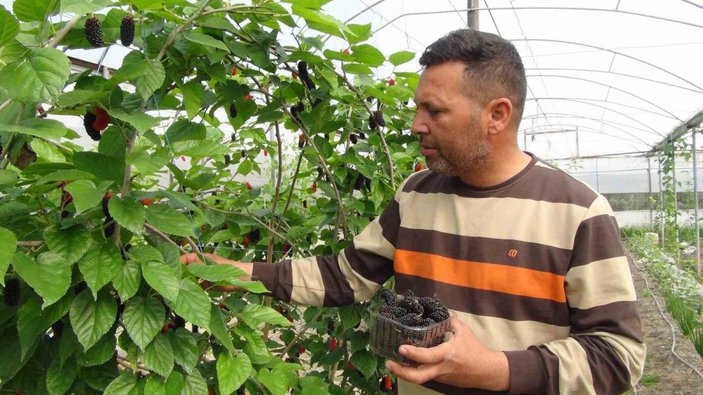 Mersin’de karadut hasadı: Kilosu 50 liradan ihraç ediliyor #7