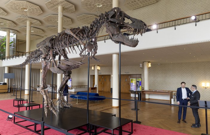 İsviçre'de dev dinozor iskeleti açık artırmayla satılacak