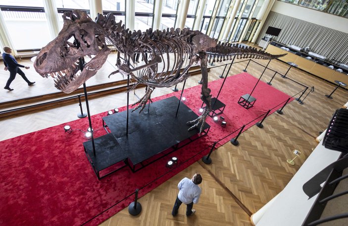 İsviçre'de dev dinozor iskeleti açık artırmayla satılacak