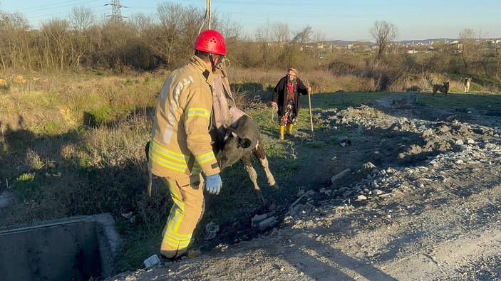 Arnavutköy'de sulama kanalına dana kurtarıldı