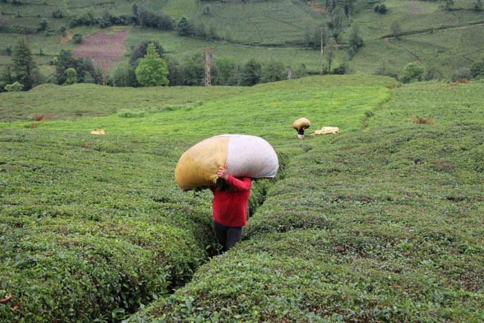 Rize'de 30 bin çay üreticisine 26 milyonluk ek destek