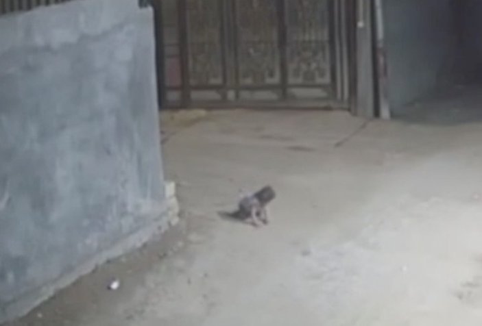 Irak'taki sokakta emekleyen bebeğe 2 köpek saldırdı