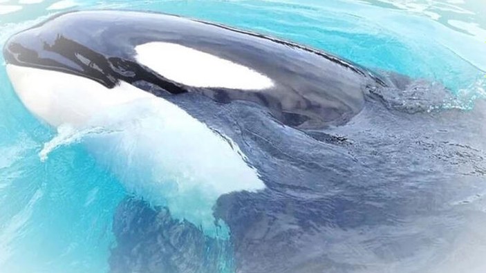 Katil balina Lolita'nın 53 yıllık esareti bitiyor