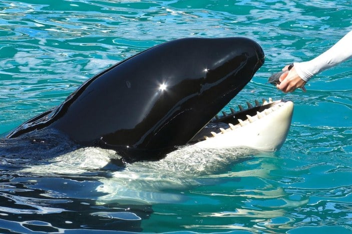 Katil balina Lolita'nın 53 yıllık esareti bitiyor