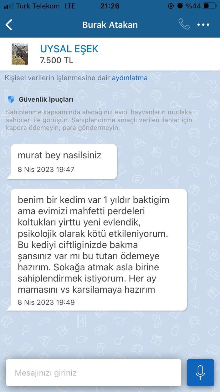 Pendik’te satılık eşek ilanını görenler ‘ekspertiz raporu var mı’ diye soruyor