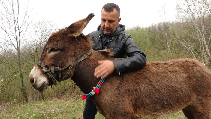 Pendik’te satılık eşek ilanını görenler ‘ekspertiz raporu var mı’ diye soruyor